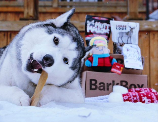 bark box dog