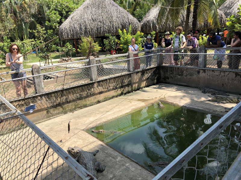 crocodiles eating fish on sticks